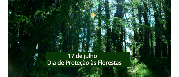 17 de julho: Dia de Proteção às Florestas | ACV - Ibict